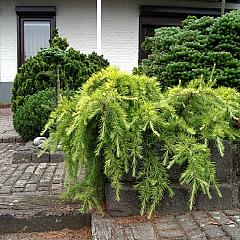 Cedrus deod. 'Golden Horizon'