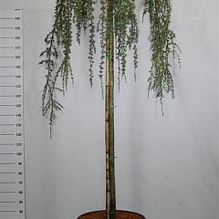 Cedrus libani 'Glauca Pendula'