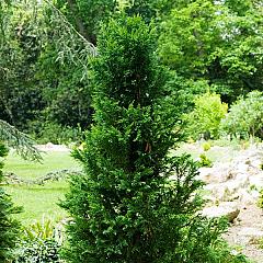 Chamaecyparis o. 'Draht'