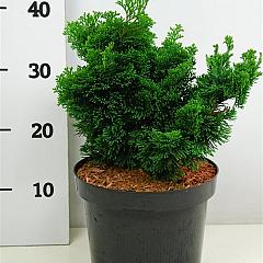 Chamaecyparis o. 'Nana Gracilis'