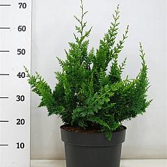 Chamaecyparis o. 'Teddy Bear'