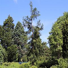 Cryptomeria j. 'Rasen'