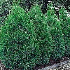 Cupressocyparis l. 'Blue Jeans'