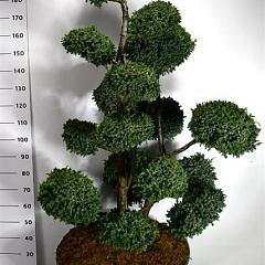 Juniperus chin. 'Blue Alps'