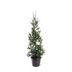 Juniperus chin. 'Keteleeri'
