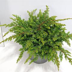 Juniperus conferta 'Schlager'
