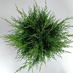 Juniperus hor. 'Andorra Compact'