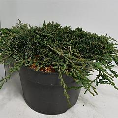 Juniperus hor. 'Icee Blue'