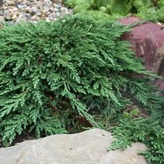 Juniperus hor. 'Pancake'