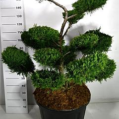 Juniperus pf. 'Mint Julep'