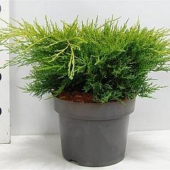Juniperus pf. 'Old Gold'