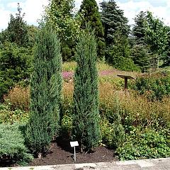 Juniperus scop. 'Blue Arrow'