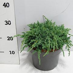 Juniperus squamata 'Blue Carpet'