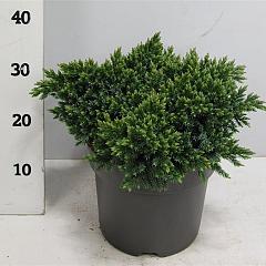 Juniperus squamata 'Blue Star'