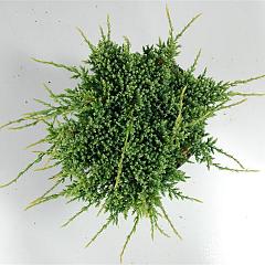 Juniperus squamata 'Holger'