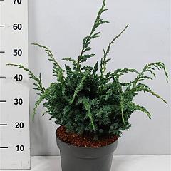 Juniperus squamata 'Meyeri'
