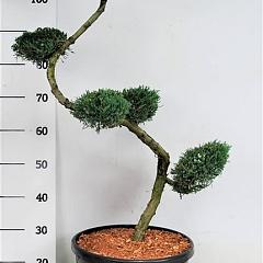 Juniperus virg. 'Grey Owl'