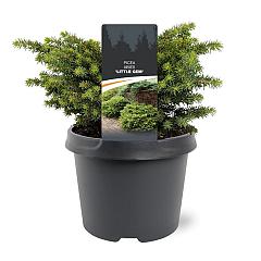 Picea abies 'Little Gem'