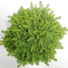 Picea abies 'Little Gem'