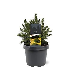 Picea abies 'Tompa'