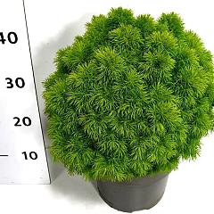 Picea glauca 'Alberta Globe'