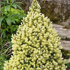 Picea glauca 'Daisy's White'