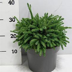 Picea glauca 'Echiniformis'