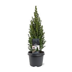 Picea glauca 'Perfecta'