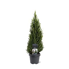 Picea glauca 'Perfecta'