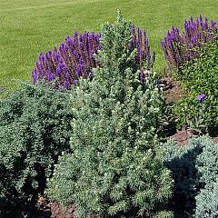 Picea glauca 'Sander's Blue'