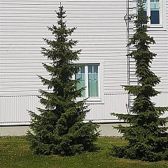 Picea omorika