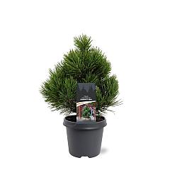 Pinus heldreichii 'Compact Gem'