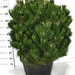 Pinus mugo 'Gnom'