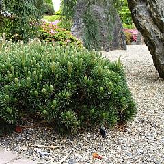 Pinus mugo pumilio
