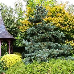Pinus parviflora 'Glauca'