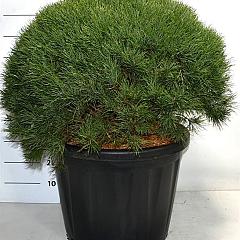 Pinus sylvestris 'Watereri'