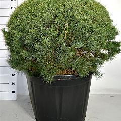 Pinus sylvestris 'Watereri'