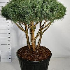 Pinus sylvestris 'Watereri'