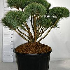 Pinus sylvestris 'Watereri'