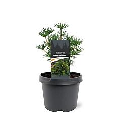 Sciadopitys vert. 'Green Diamond'
