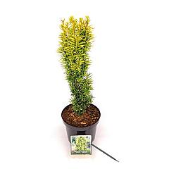 Taxus b. 'David'