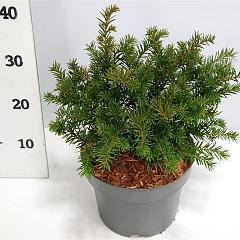 Taxus b. 'Repandens'