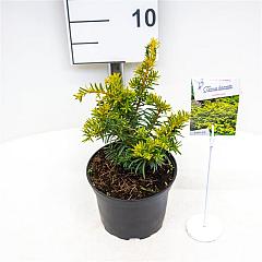 Taxus b. 'Summergold'