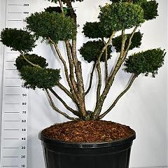 Taxus cuspidata