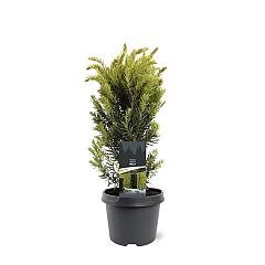 Taxus media 'Hillii'