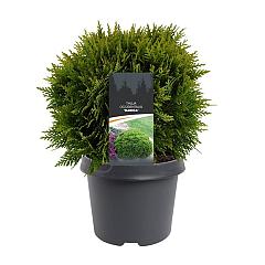 Thuja occ. 'Danica'