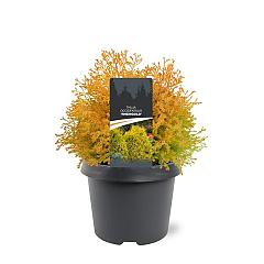 Thuja occ. 'Rheingold'