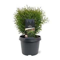 Thuja occ. 'Tiny Tim'