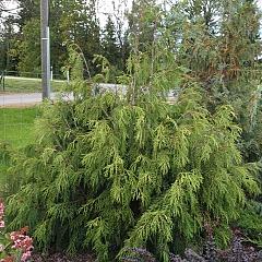 Thuja pl. 'Aldrich Mountain'