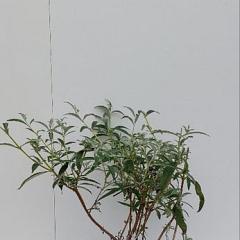 Buddleja d. 'White Profusion'